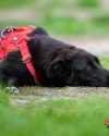 19.06.2022, приют Зорге