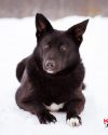 13.02.2026, Большой Машкинский приют, Химки