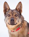 13.02.2026, Большой Машкинский приют, Химки