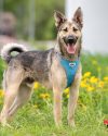 23.05.2025, приют Зорге