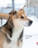 27.12.2025, приют "Кусь"